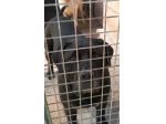 MILA CANE CORSO 5/6 ANNI E’ IN CANILE