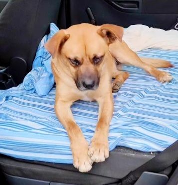18mesi 15kg SALITO A MILANO E TORNATO DOPO 10GG IN CALABRIA!!! HELP - Foto 4