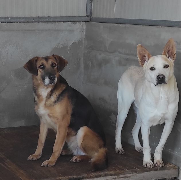 BEA INVISIBILE TRA I TANTI, TENERISSIMA E PACATA CAGNOLINA IN ADOZIONE TG MEDIA - Foto 2