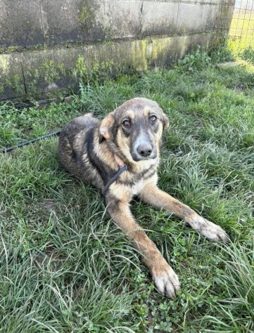 Johnny tenero e bellissimo, cucciolo in adozione - Foto 8