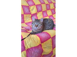 Dolcissimo gattino di soli 6 mesi
