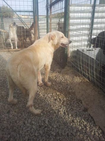 TEQUILA, dolce mix labrador - Foto 3