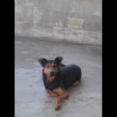 GRISU' la vita tra le sbarre, cane in adozione, tg medio contenuta - Foto 4