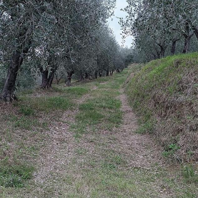 SIENA vendesi terreno AGRICOLO località COLONNA SAN DI 20000 MQ - Foto 7