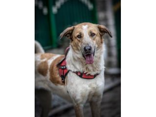 SISSI, 2 ANNI, TAGLIA MERIA, SALVATA DA UN CANILE LAGER