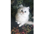 Splendidi gattini persiani