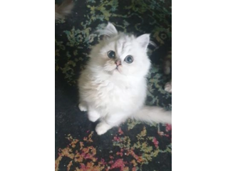 Splendidi gattini persiani