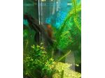 VENDO Pesci pulitore Ancistrus - Ancostrus - Hipostomus