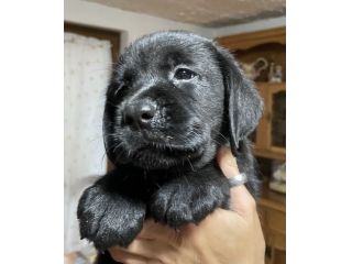 Cuccioli Labrador