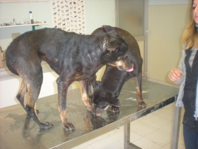 TIMY E PRINCESS, due dolcissime cagnoline taglia piccola - Foto 9