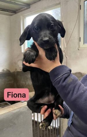 CUCCIOLI IN ADOZIONE - Foto 9