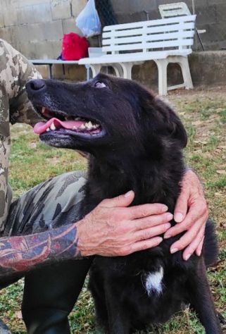 CAGNOLINO IN ADOZIONE: ALBERTO, piccolo lupetto. - Foto 8