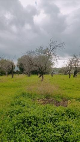 Floridia terreno agricolo di 15000 mq