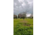 Floridia terreno agricolo di 15000 mq