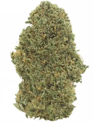 Orange Bud
