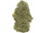 Orange Bud