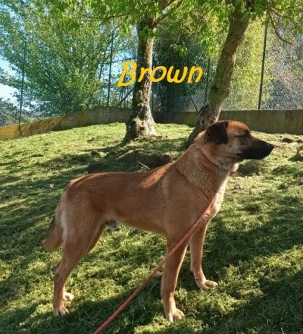BROWN un bel timidino! - Foto 5