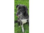 CANE IN ADOZIONE: ZEUS