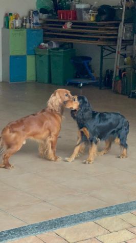 Cucciolo Coccer Spaniel maschio fulvo 3 mesi - Foto 3