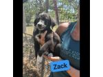 CUCCIOLI IN ADOZIONE  ZACK, ZAGOR, ZAIRA.