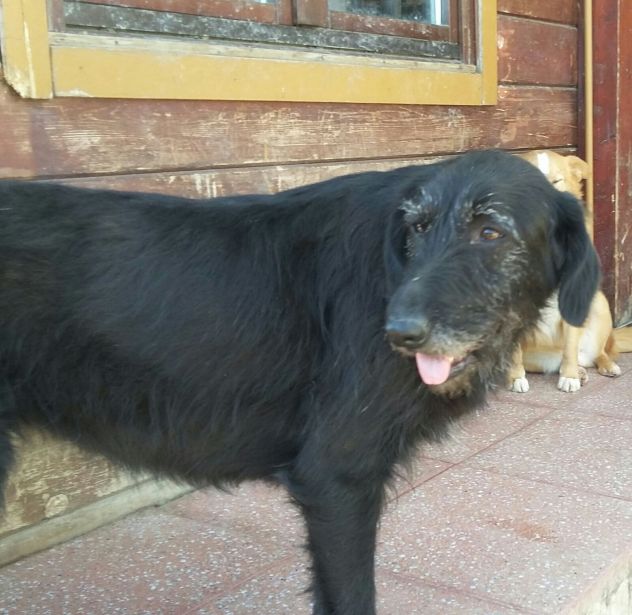 GIORGIA, dolcissima mix spinone - Foto 7