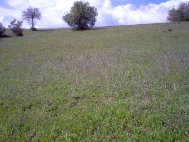 terreno coltivabile mq18000 Privato - Foto 3