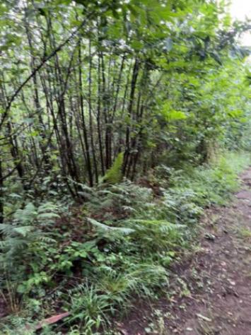 Immobile in asta di 39481 m² in vendita a Visciano - Foto 2