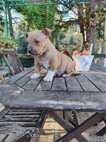 Cucciolo Amstaff con pedigree - Foto 2