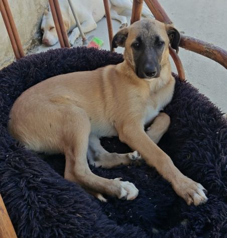MOLLY, 8 MESI E MEZZO (13/01/26), ABBANDONATA SENZA RICHIESTE!! - Foto 2