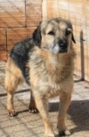 FIAMMETTA 3 ANNI 13/15 KG CIRCA - Foto 3
