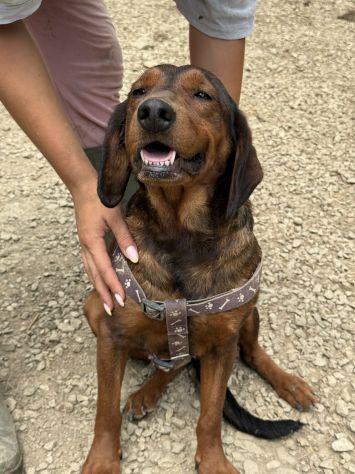 NOXY, piccola DACHSBRACKE super coccolona! - Foto 7