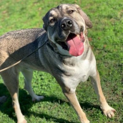 RIO AMOREVOLE E SOCIEVOLE CANE IN ADOZIONE - Foto 3