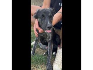 SHADOW AMOROSO CUCCIOLO IN ADOZIONE