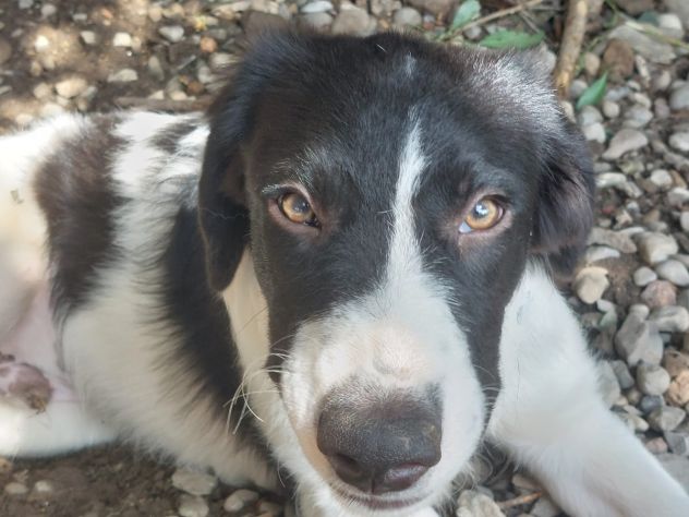 CUCCIOLI IN ADOZIONE - Foto 2