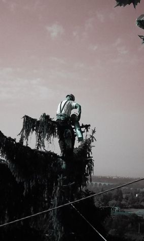 Abbattimento alberi - Foto 2
