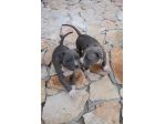 Cuccioli Amstaff Blu con pedigree in Puglia Bari Lecce Taranto Foggia