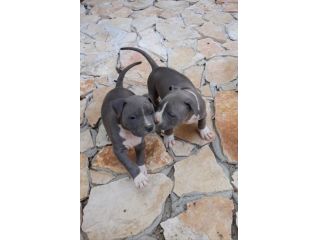 Cuccioli Amstaff Blu con pedigree in Puglia Bari Lecce Taranto Foggia