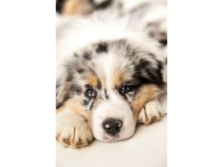 Pastore australiano blu merle