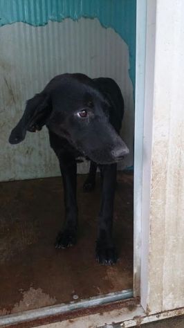 SPERANZA, tenera cagnolina in cerca d'amore - Foto 2