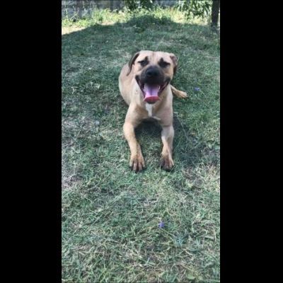 OTIS MENDICANTE DI CAREZZE CANE IN ADOZIONE - Foto 8