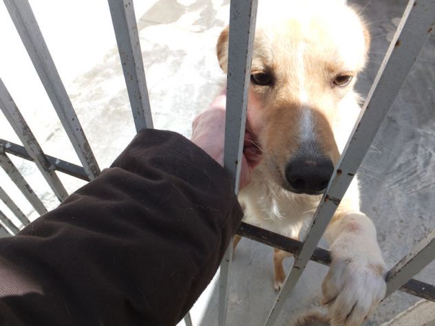 Aldino (taglia mediopiccola) - Foto 4