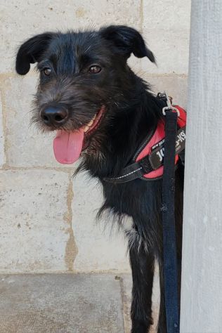 Regalo cucciolo simil schnauzer - Foto 2