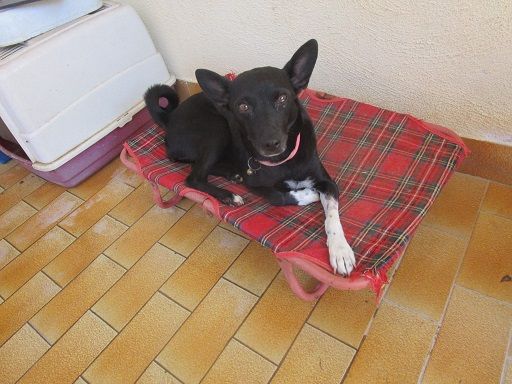 MIRNA, solo affetto e niente più! - Foto 3