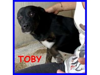 TOBY 8anni dolcissimo coccolone