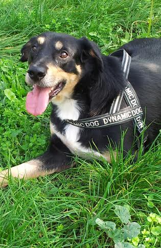 JIMMY, tre zampe ma un cuore speciale - Foto 2