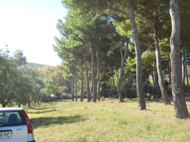 Pineta mq 4.000 Piombino (li) a 2 km da Baratti - Foto 3