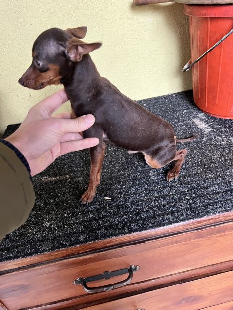 Pinscher Cioccolato (maschietti) - Foto 4