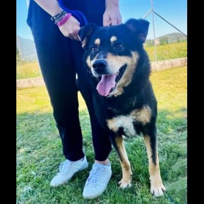 CAMBIA IL DESTINO DI CHI NON PUO' PARLARE, CANE IN ADOZIONE - Foto 3