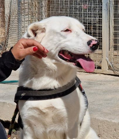 Blanche da cucciola vive in canile - Foto 9