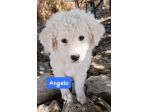 CUCCIOLI 2 MESI TAGLIA MEDIA GRANDE